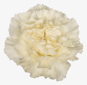 White Carnation Png, Transparent Png, Free Download