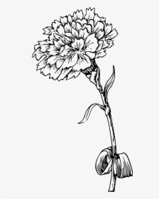 Carnation Flowers Stem Free Picture - Marigold Black And White, HD Png Download, Free Download