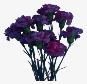Carnations Purple Pink Farm Gate - Bouquet, HD Png Download, Free Download