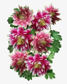 Nora Columbine Seeds For Planting"  Class="lazyload, HD Png Download, Free Download