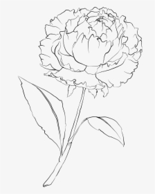Petals Drawing Carnation ~ Frames ~ Illustrations ~ - White Carnation Flower Drawing, HD Png Download, Free Download