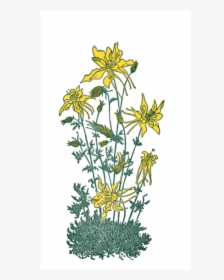 Sierra Columbine - Euryops Pectinatus, HD Png Download, Free Download