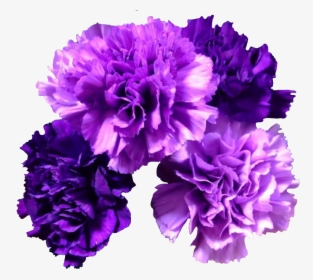 #flowers #carnation #carnations #freetoedit - Purple Carnation Flower, HD Png Download, Free Download