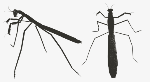 Transparent Praying Mantis Clipart - Praying Mantis, HD Png Download, Free Download