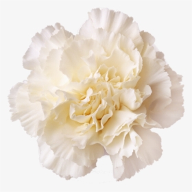 White Carnation Flower Png, Transparent Png, Free Download