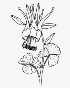 Art,monochrome Photography,petal - Transparent Floral Coloring Pages, HD Png Download, Free Download