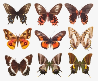 Butterfly, Collection Of Butterflies, Wings, Insects - Butterfly Collection Png, Transparent Png, Free Download