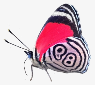 Moth Wings Png, Transparent Png, Free Download