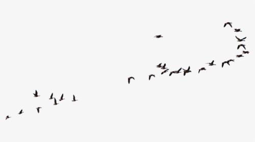 Wild Geese Flying Goose - Wild Geese Flying Goose Stock, HD Png Download, Free Download