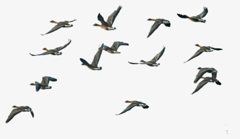 Fly Group Of Swan Goose Migration Flight Clipart - Swans Flying In Png, Transparent Png, Free Download