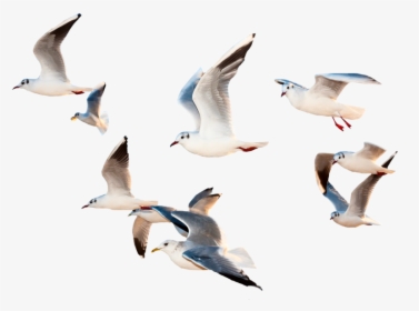 #bird #birds #fly #flying #sky #whitebirds #space #ocean - Birds Flying Images Png, Transparent Png, Free Download