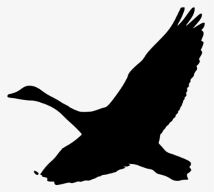 Flock Of Geese Png - Goose Flying Silhouette Png, Transparent Png - kindpng