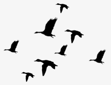 Flying Ducks Silhouette Best - Ducks Flying Silhouette, HD Png Download, Free Download