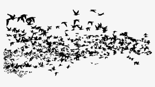 Birds, Flock, Silhouette, Geese, Goose, Animals, Flying - Silhouette Bird Flock, HD Png Download, Free Download