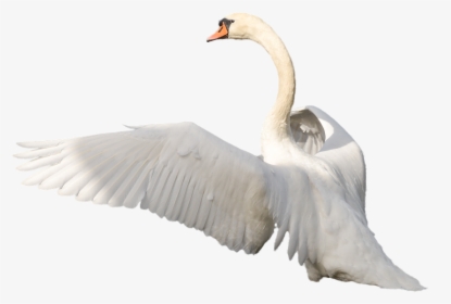 Swan Flying Png, Transparent Png, Free Download