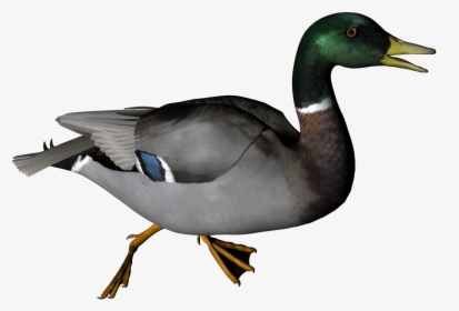 Duck Png Transparent, Png Download, Free Download
