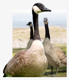 Dynamically Generated Photo Placeholder - Canada Goose, HD Png Download, Free Download