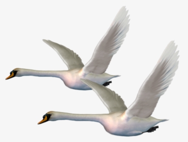 #geese #swans #flight #freetoedit - White Duck Flying Png, Transparent Png, Free Download