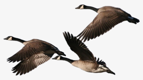 Geese - Canadian Geese Flying, HD Png Download, Free Download