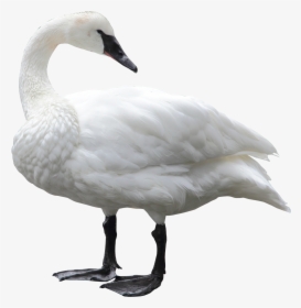 Swan White - Swan Png, Transparent Png, Free Download