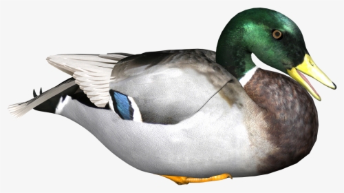 Download Duck Png - Transparent Background Duck Png, Png Download, Free Download