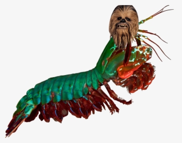 Mantis Shrimp Clip Art, HD Png Download, Free Download
