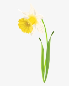 Daffodil Png Clip Art Image - Daffodil Leaf Png, Transparent Png, Free Download
