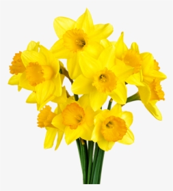 Daffodil Bunch - Daffodils Transparent Background, HD Png Download, Free Download