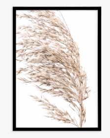 Sea Grass Png Black And White - Phragmites, Transparent Png, Free Download