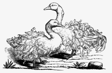 Transparent Geese Flying Png - Sebastopol Geese Drawing, Png Download, Free Download
