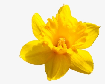 Daffodil Flower Png Pic - Yellow Flower Transparent Background, Png Download, Free Download