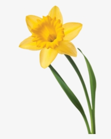 Single Daffodil - White Background Single Daffodil, HD Png Download, Free Download