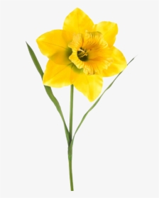 Flower,flowering Flowers,pedicel,plant Stem,amaryllis - Extra Large Artificial Daffodils, HD Png Download, Free Download