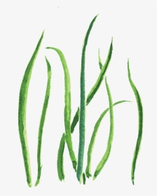 Green Sea Grass Cartoon Transparent - Sketch, HD Png Download, Free Download