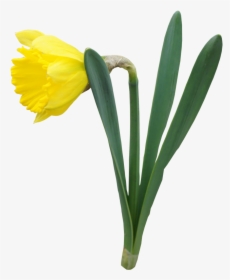 Daffodil Clipart No Background - Daffodils With Transparent Background, HD Png Download, Free Download