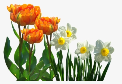 Tulips, Spring, Daffodils, Osterglocken, Easter - Osterglocken Png, Transparent Png, Free Download