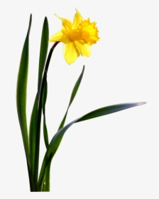Flower Daffodil Desktop Wallpaper - Daffodil Png, Transparent Png - kindpng
