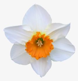 Narcissus PNG Images, Free Transparent Narcissus Download - KindPNG