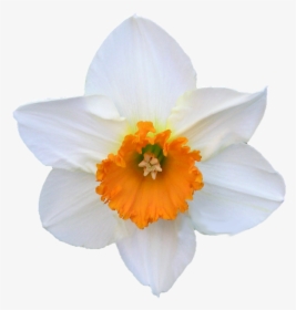 Daffodil, White, And Orange, Flower - Hvid Og Orange Blomst, HD Png Download, Free Download