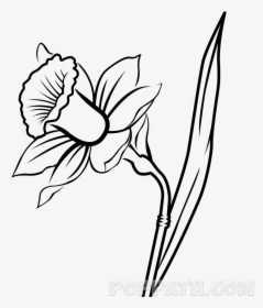Daffodils Drawing Flower Huge Freebie Download For - Drawing Of A Daffodil, HD Png Download, Free Download