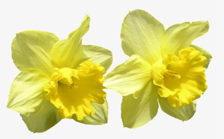 Daffodil, Cut, Out, Flowers - Påsklilja Png, Transparent Png, Free Download
