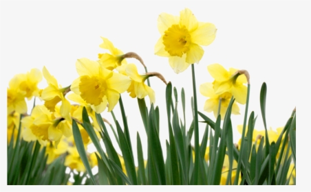 Daffodils Clipart Clip Art - Daffodil Backgrounds, HD Png Download, Free Download