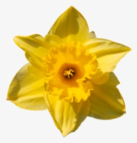 Нарцисс, Желтый Цветок, Daffodil, Yellow Flower, Narzisse, - Narcissus, HD Png Download, Free Download