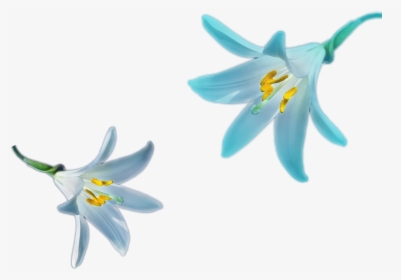Family - Cluster-lilies, HD Png Download, Free Download