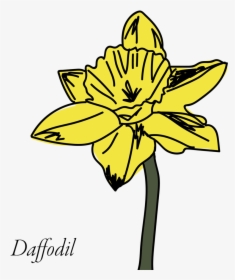 Daffodil Clipart Buttercup Flower - Narcissus, HD Png Download, Free Download