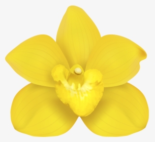 Moth Orchids Narcissus Yellow Petal , Png Download, Transparent Png, Free Download