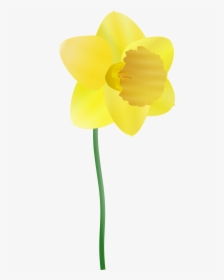 Transparent Daffodils Clipart - Cartoon Daffodils, HD Png Download, Free Download