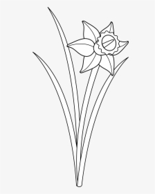Daffodil Cliparts - Outline Of A Daffodil, HD Png Download, Free Download