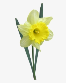 Daffodil With Leaves Stem Free Picture - Påskelilje Png, Transparent Png, Free Download