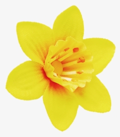 Amaryllis-family - Daffodil Yellow And Orange, HD Png Download, Free Download